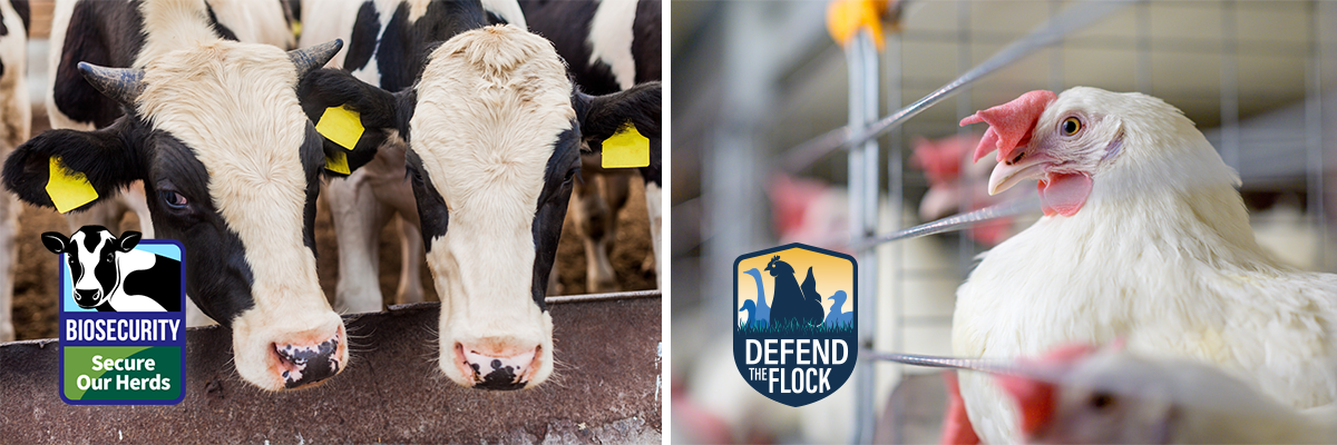 side by side photos of dairy cattle and chickens with Secure Our Herds and Defend the Flock theme art
