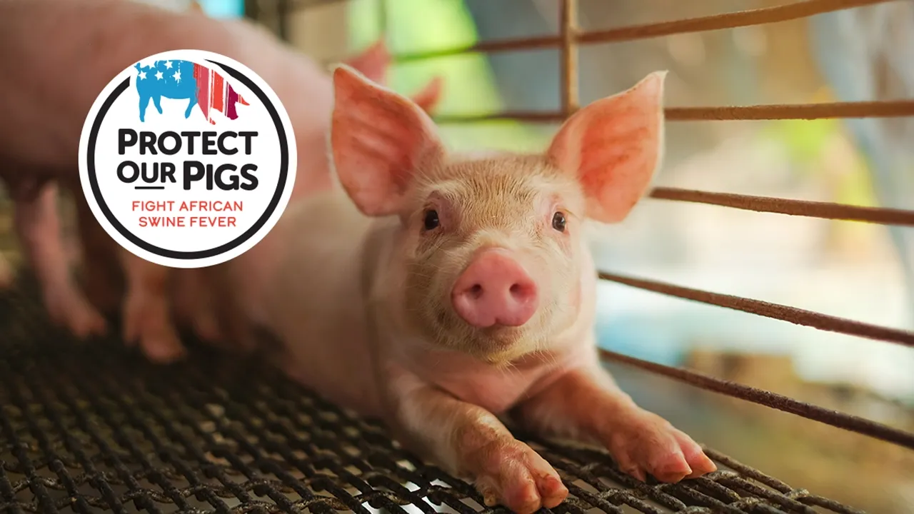 closeup image of a piglet looking at camera with "Protect Our Pigs" outreach campaign theme art overlaying photo