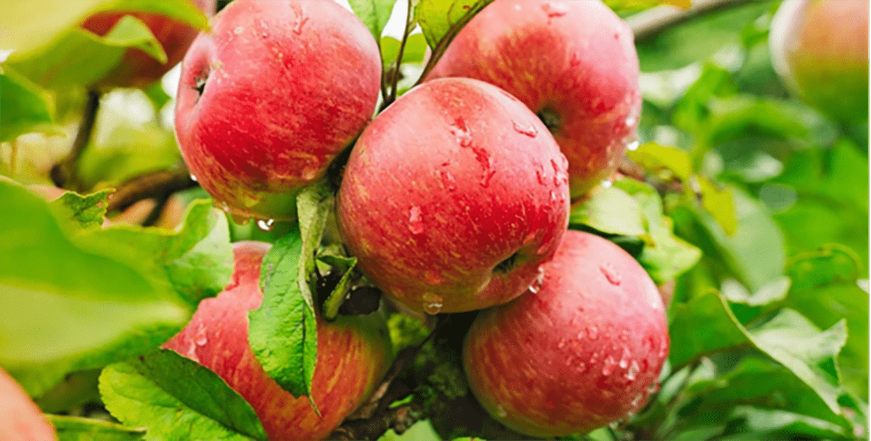 image of blooming apples