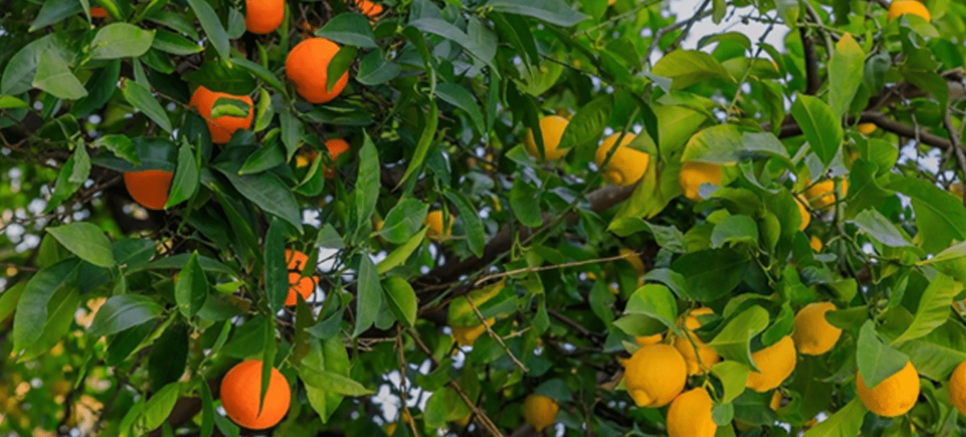 Image of Citrus: Carrizo Rootstock