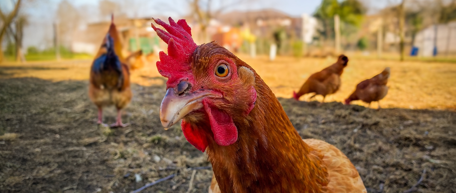 close up image of a chicken