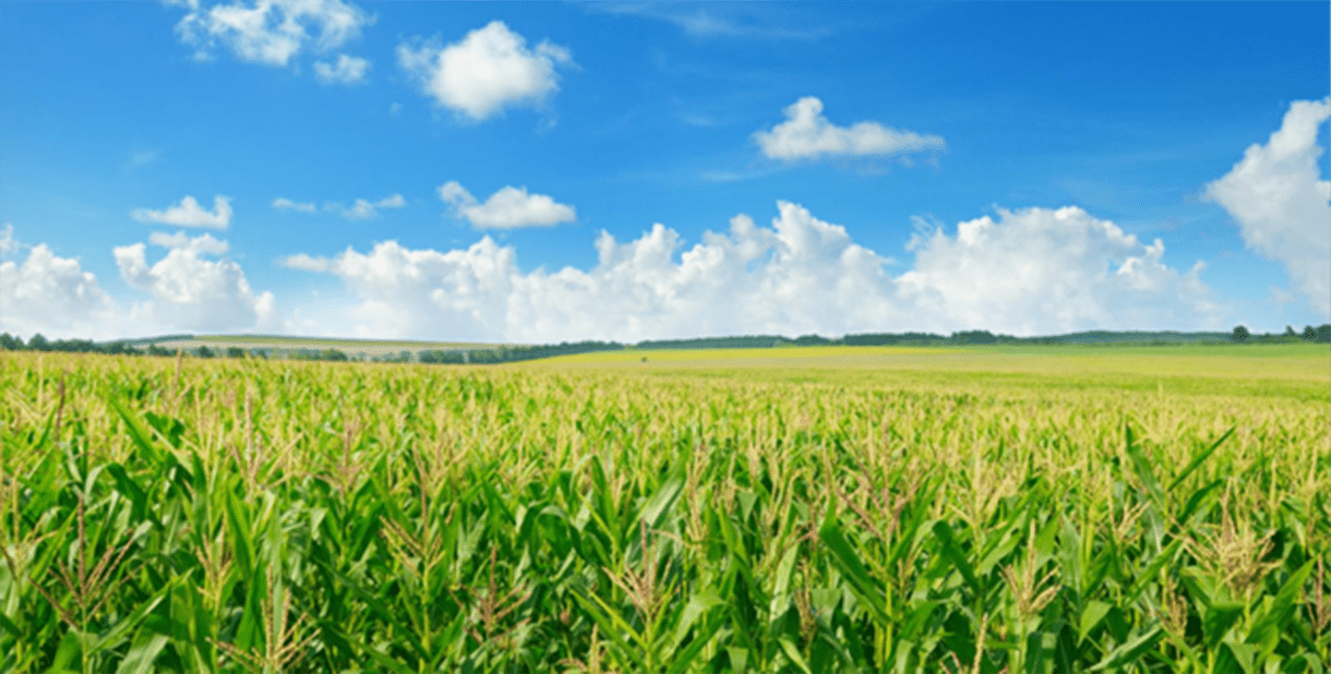 corn fields