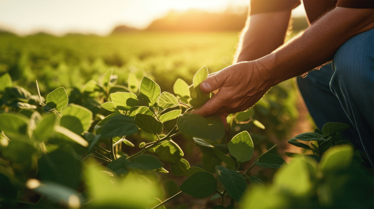 soybean field
