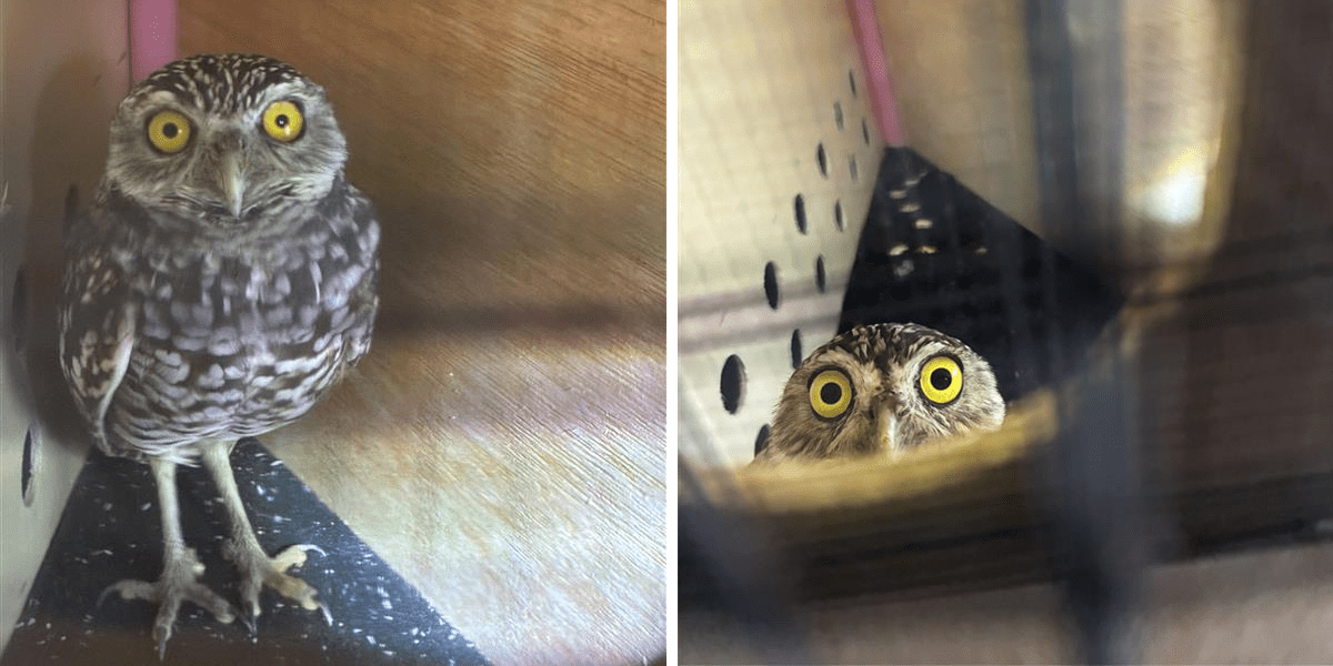 side-by-side images of burrowing owls looking at camera
