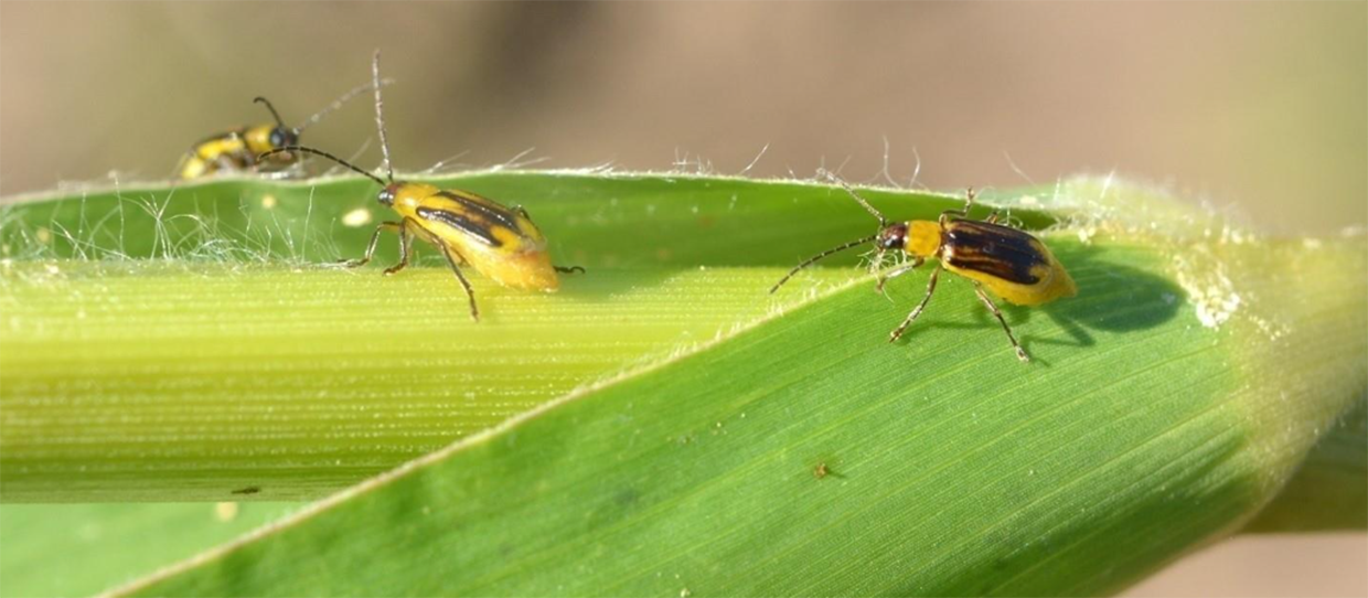 insects in field