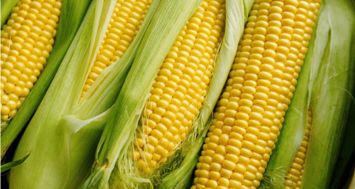 Corn stalks