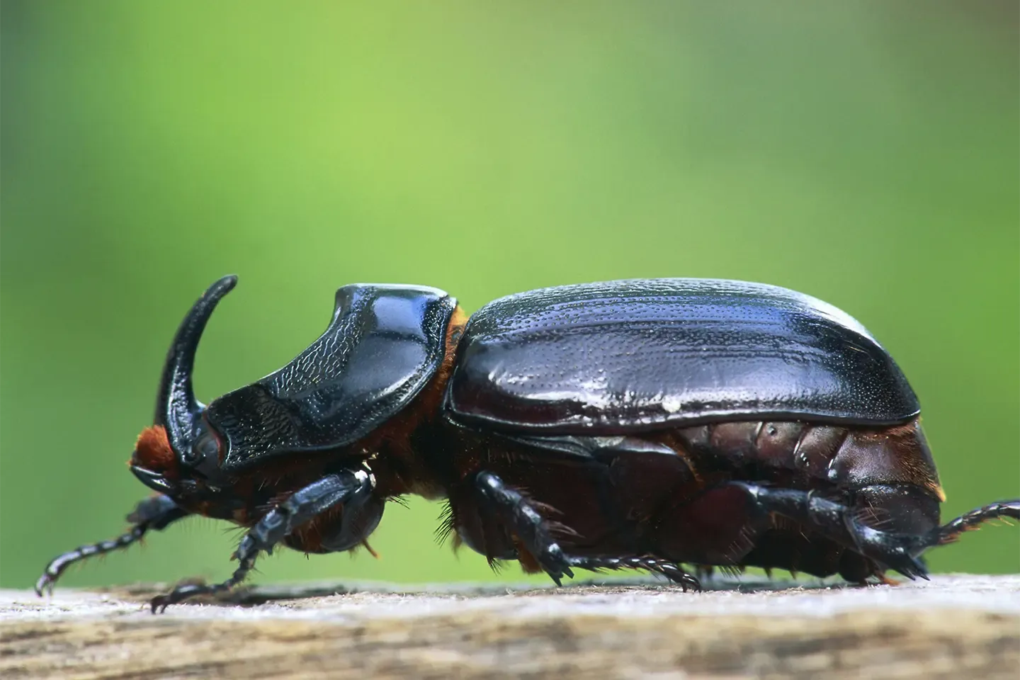  Close‑up of a coconut rhinoceros beetle