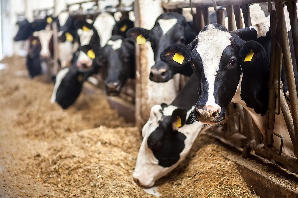 dairy cattle
