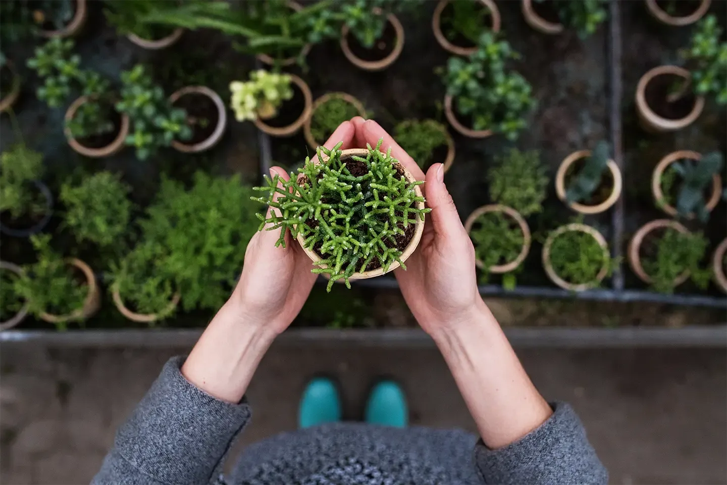 Person holding a small potted plant in their hands