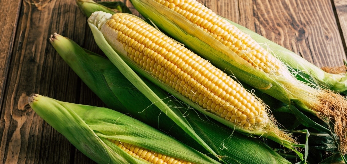 ears of fresh corn on a wooden table