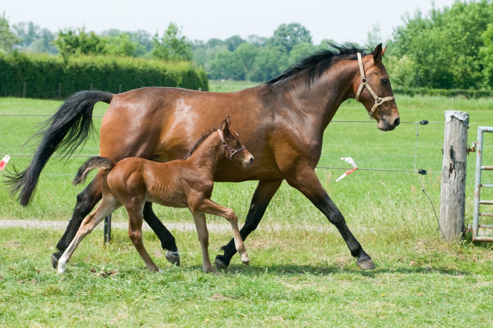 Mare and foal in a field
