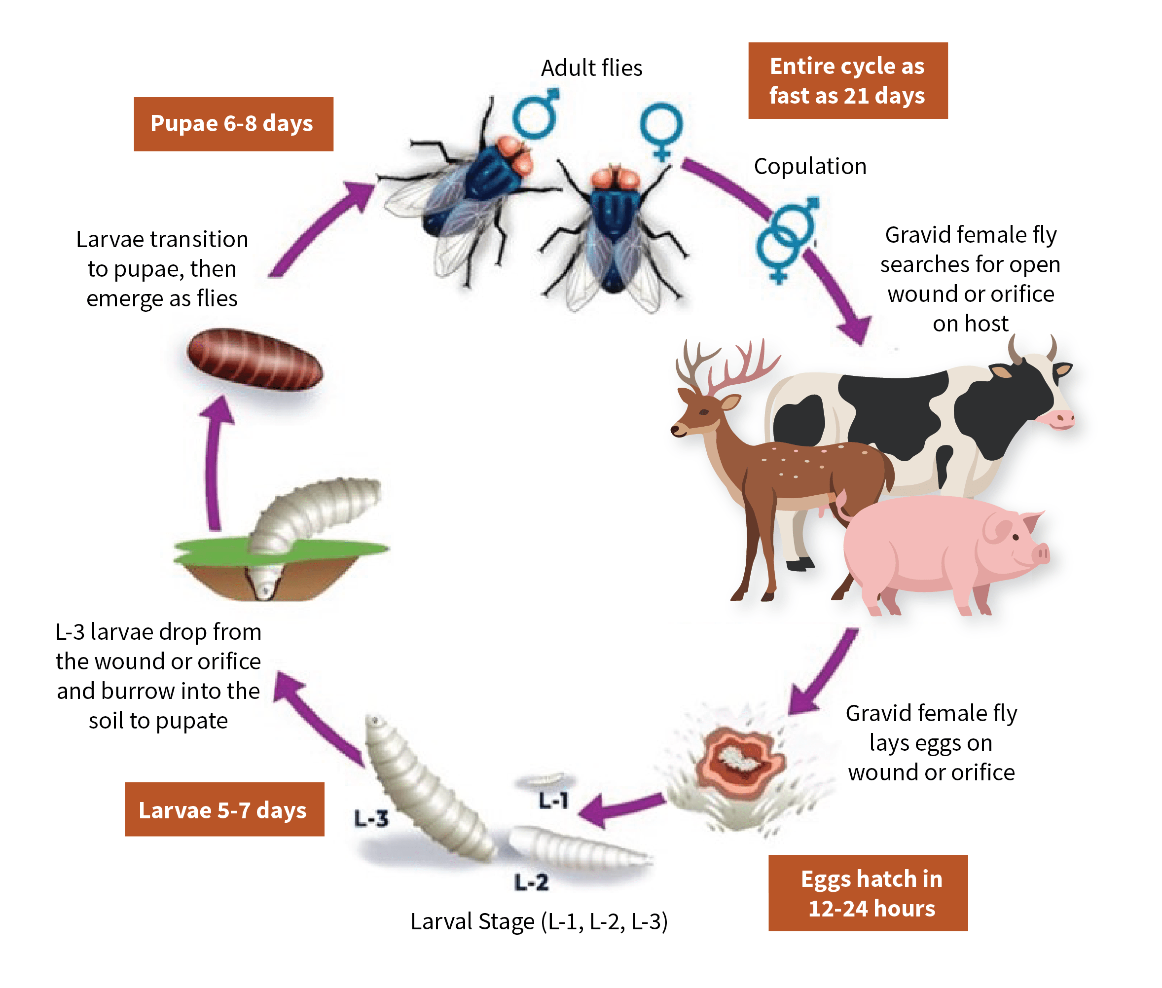 New World screwworm life cycle diagram