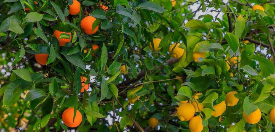 citrus tree