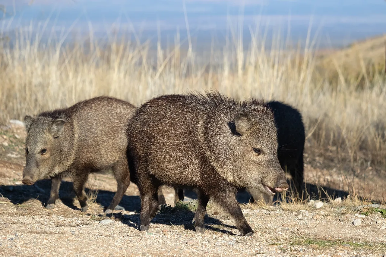 A collared peccary (javelina) standing on rocky ground in its natural habitat