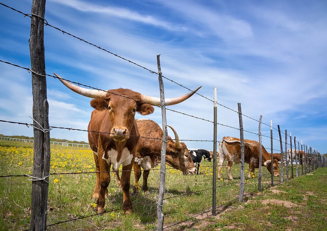 A herd of Texas cattle walking across a grassy field