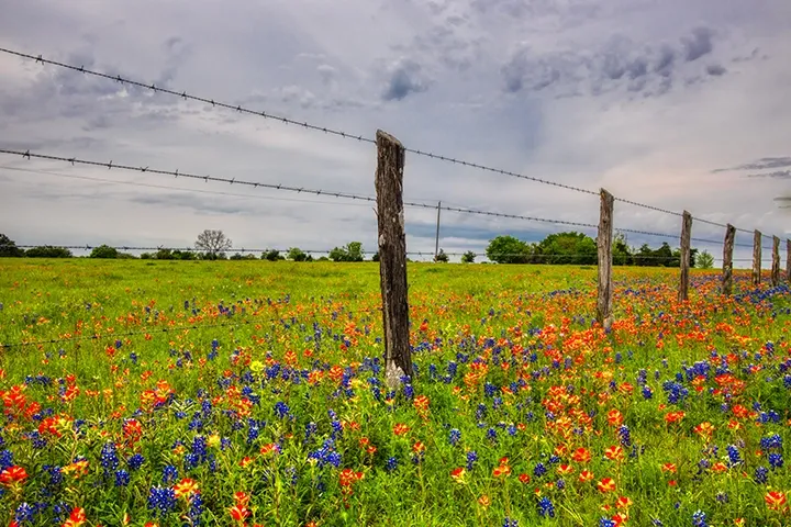 fenced pasture with texas wildflowers in foreground