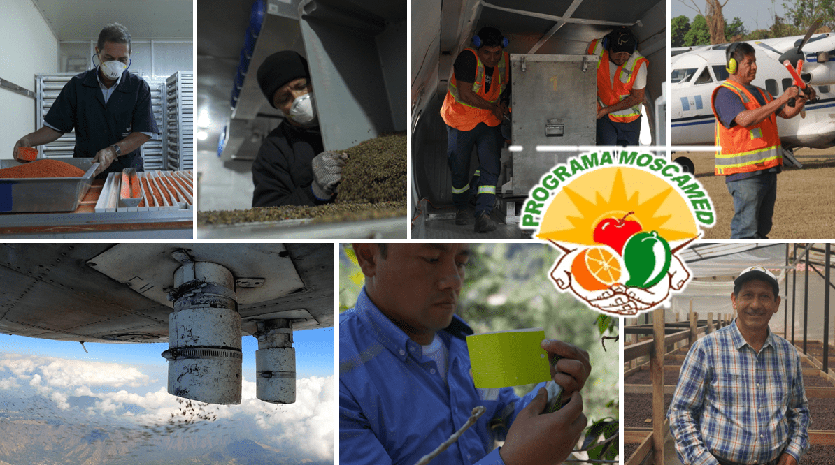 collage of images from the MOSCAMED program
