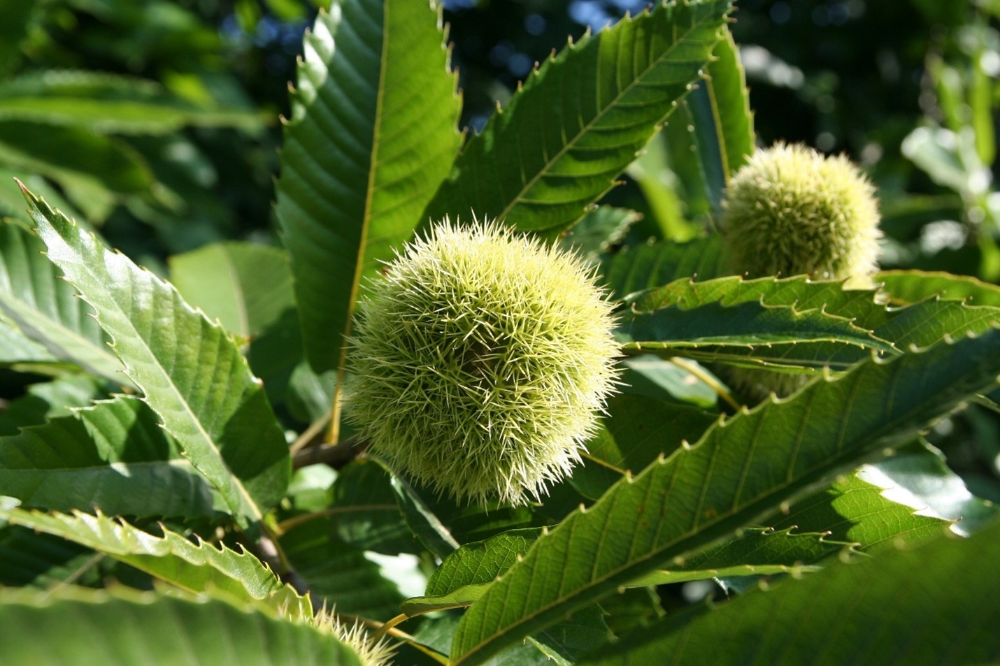 American chestnut