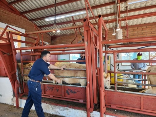 cattle inspection at port of entry