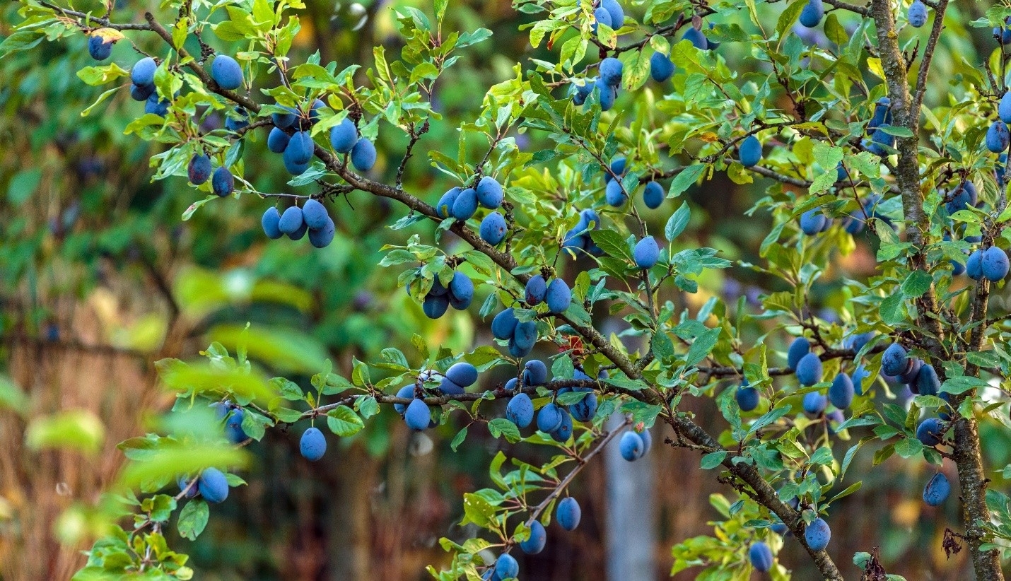 blue plum tree 