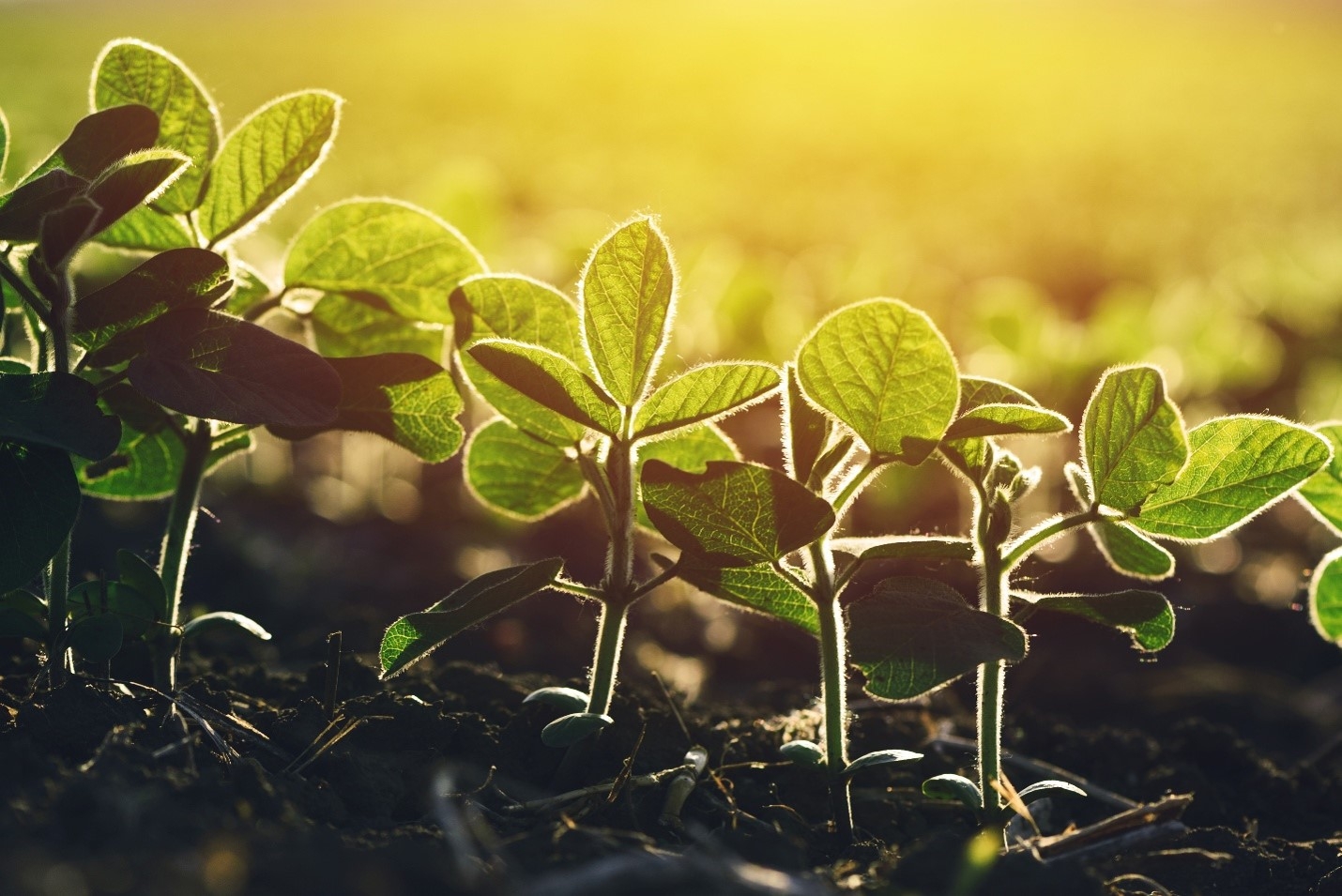 closeup view of soybean plants growing in soil