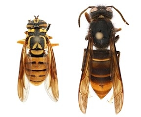 closeup view of a hoverfly next to a yellow-legged hornet