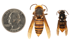 closeup view of a Northern giant hornet next to a yellow-legged hornet