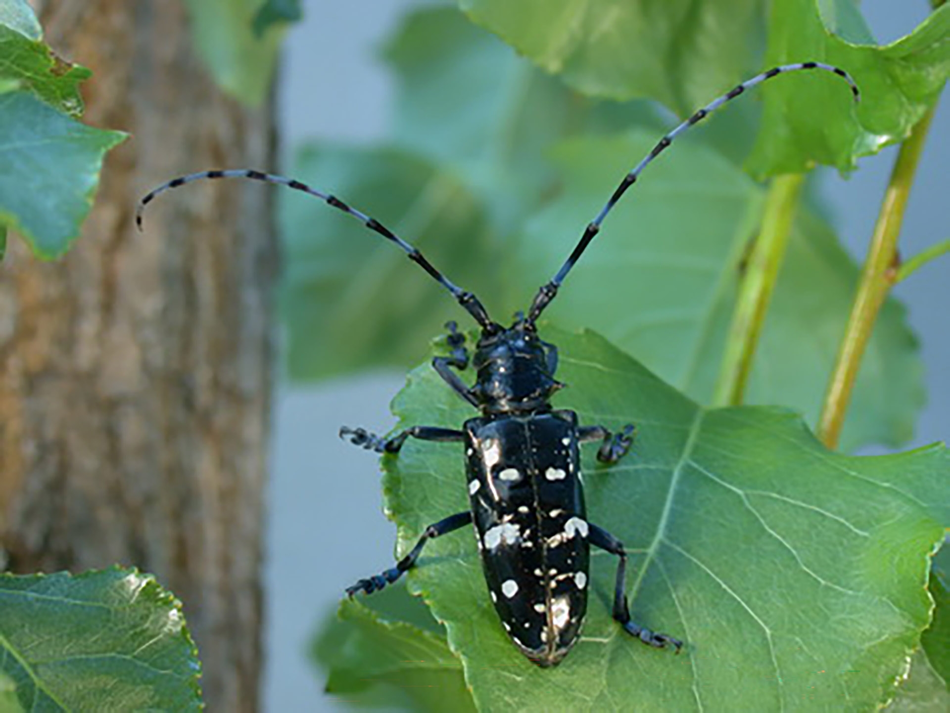closeup view of an Asian longhorned beetle on a poplar tree leaf