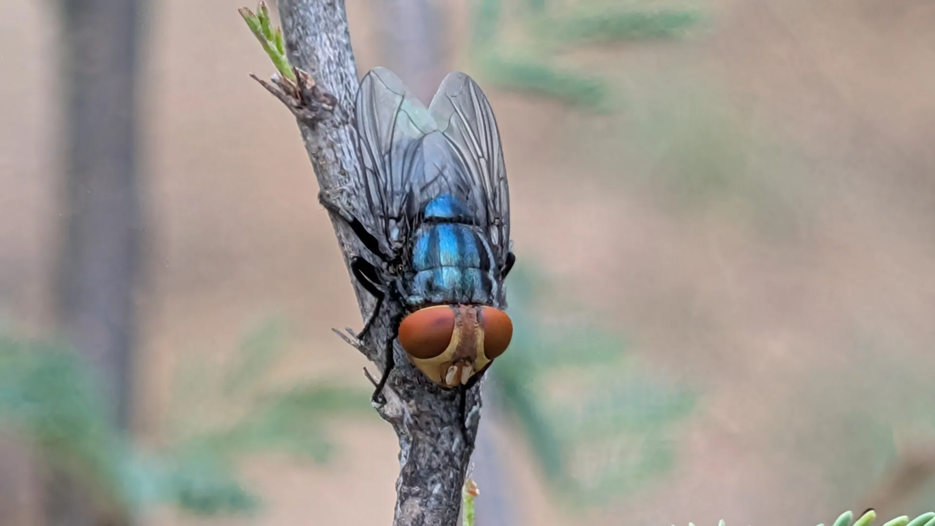 closeup view of New World screwworm fly on a branch