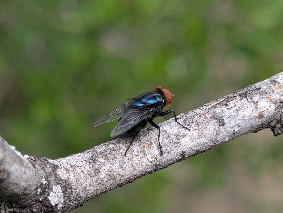 closeup view of a New World screwworm fly on a branch