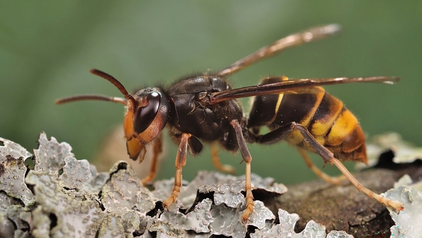 closeup view of yellow-legged hornet
