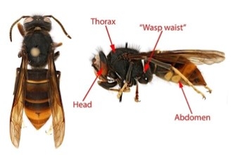 closeup view of yellow-legged hornet with body parts labeled