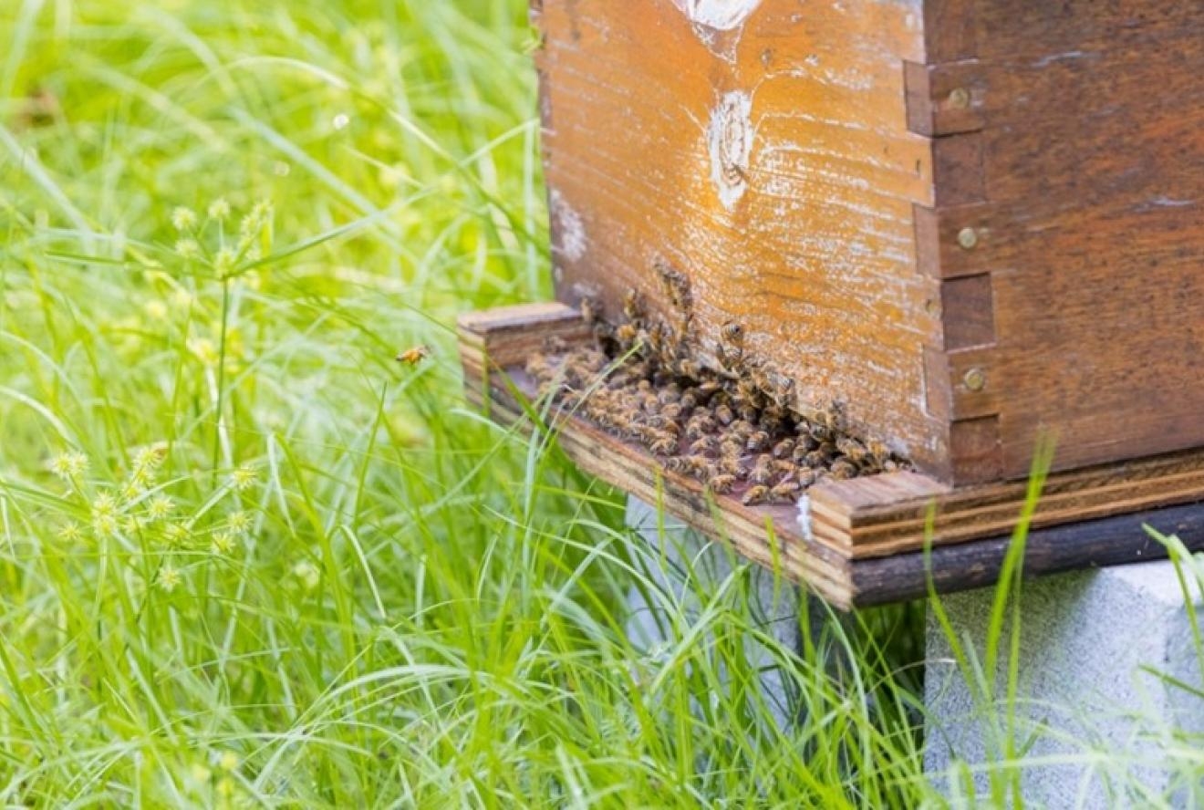 closeup view of bee hive in a grassy field