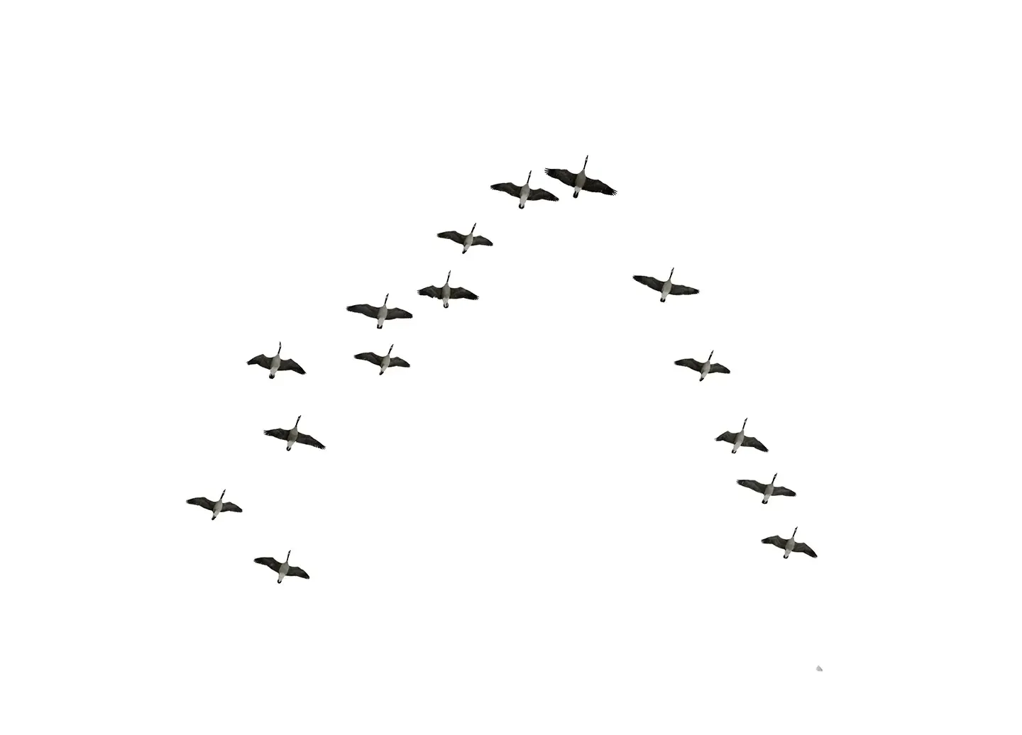 Flying Canadian geese