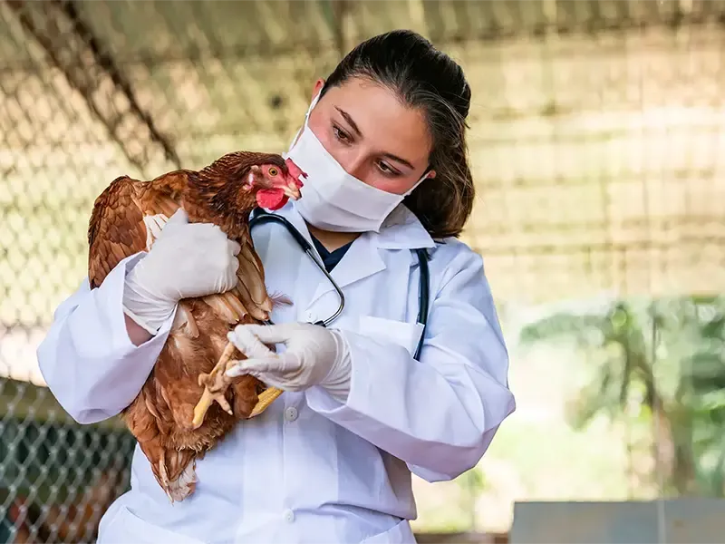 Veterinarian examining a chicken at a poultry farm
