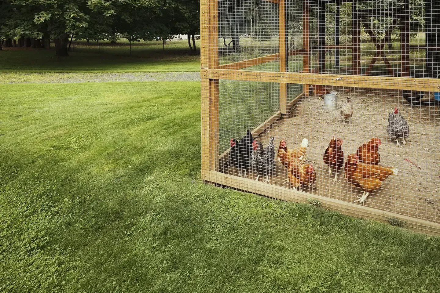A wooden chicken coop with wire mesh holds chickens inside