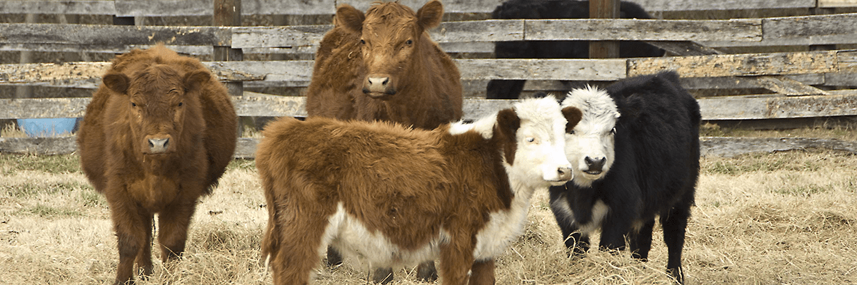 cows in enclosure