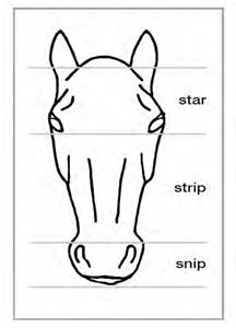 Common White Head Marking
