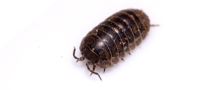 isopod