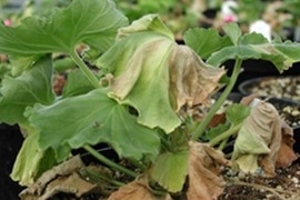Wilted plant with yellow and brown patches.