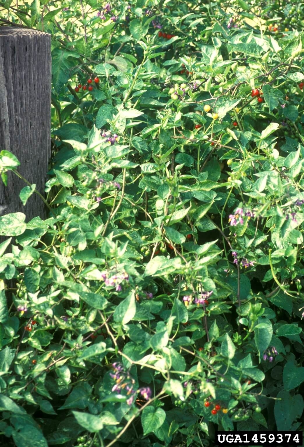 Bittersweet plant