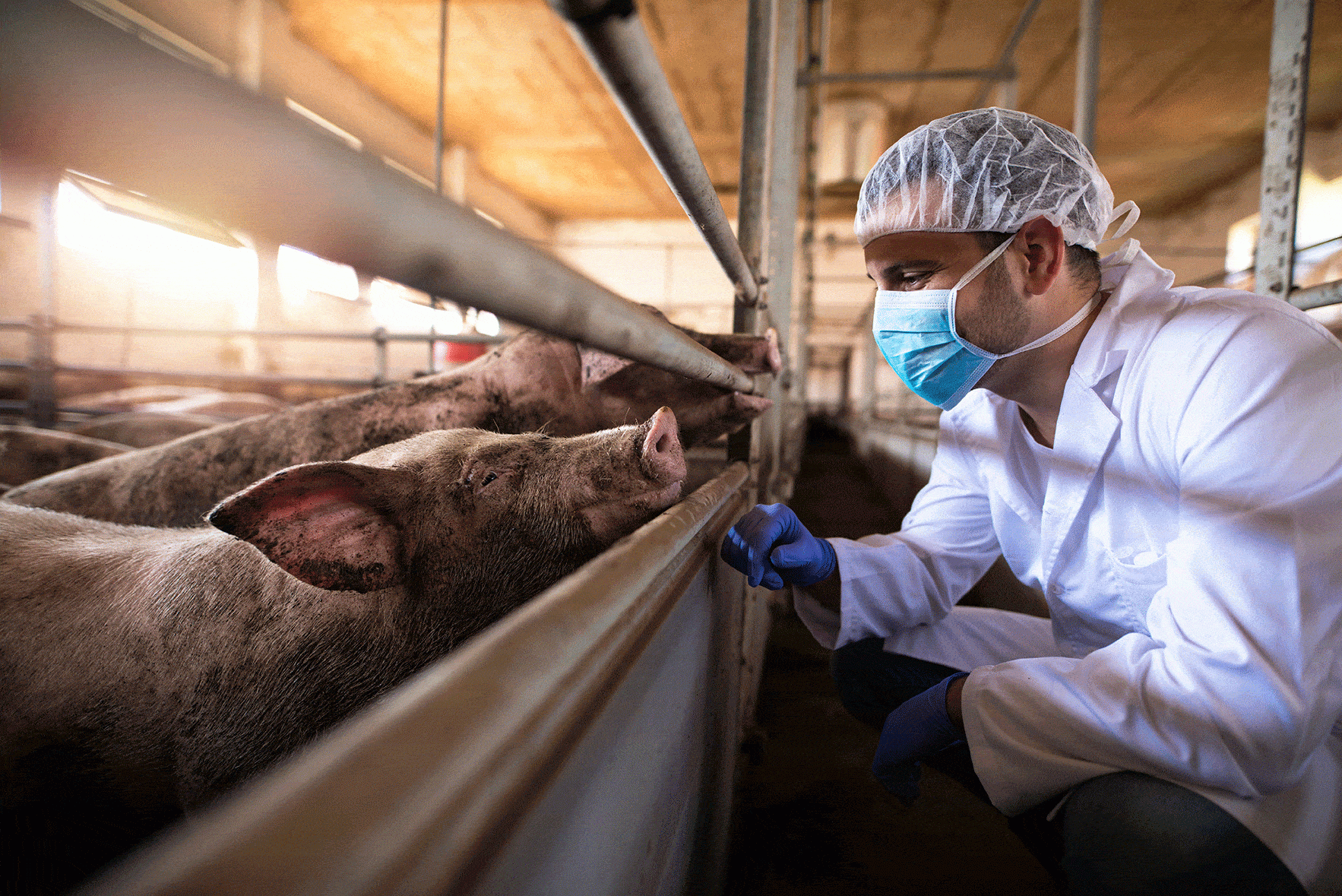 veterinarian looking at pigs