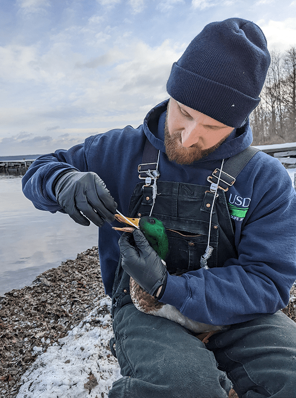 Wildlife Services employee interacting with a wild duck.