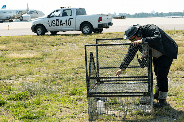 Wildlife Services employee setting up equipment.