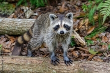 raccoon facing forward 