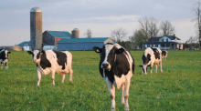 Dairy cows in a field
