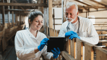vet and farmer with a tablet in a barn