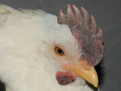 Purple discoloration of the comb and wattles.