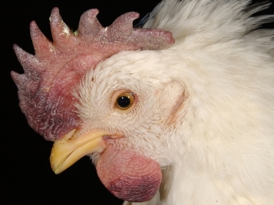 Purple discoloration, congestion, and swelling of a chicken's comb and wattle; swelling around the eyes; ruffled feathers.