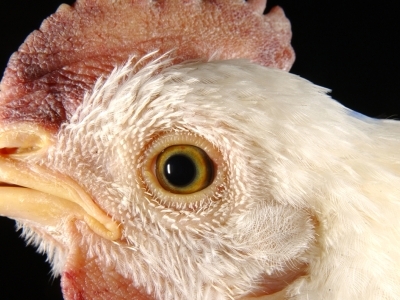 Swelling of a chicken's eyelid and around the eye; purple discoloration in the comb and wattle.